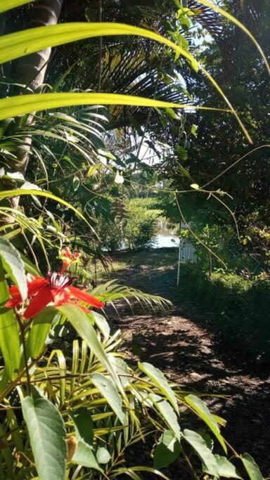 فيلا Casa Flor De Annia ~ Cozy 2 Bdrm On The River Sierpe ~ Walkable To Town المظهر الخارجي الصورة